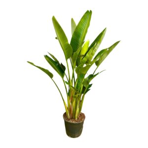 thumbnail_6000-234.jpg Strelitzia Augusta multi stam XXL