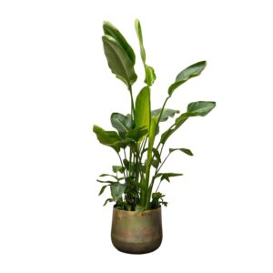 Strelitzia Nicolai deluxe XXL