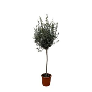 Olea Europaea op stam - Olijfboom