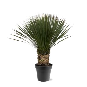 Yucca Rostrata