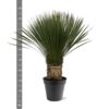 Yucca Rostrata