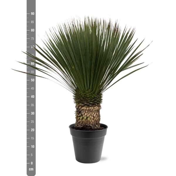 Yucca Rostrata