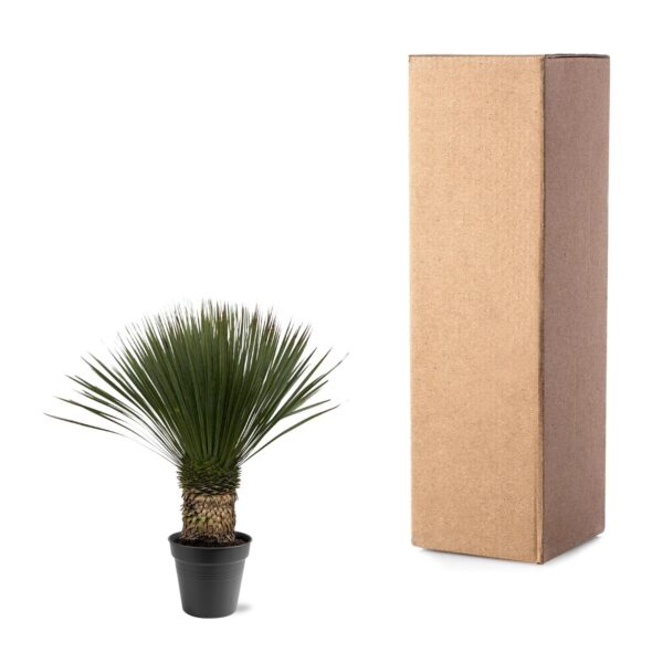 Yucca Rostrata