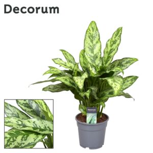 thumbnail_6000-3.jpg Aglaonema Romeo