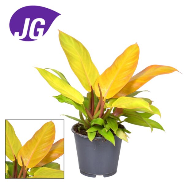 thumbnail_6000-35.jpg Philodendron Prince Of Orange