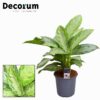 Aglaonema Silver Bay