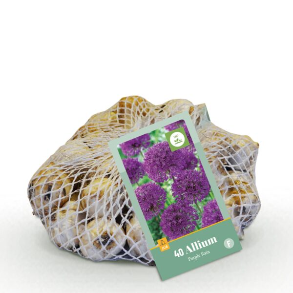 Bloembollen - Allium Purple Rain - Paars - 40 stuks - Bolmaat 10/12