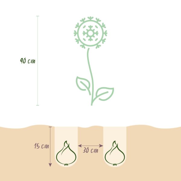 Bloembollen - Allium Purple Rain - Paars - 40 stuks - Bolmaat 10/12