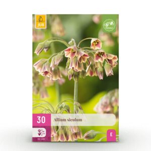 thumbnail_6000-406.jpg Allium Siculum - Siciliaanse honing knoflook - Rood - Zomerbloeier - Bolmaat 8/10 | 30 stuks