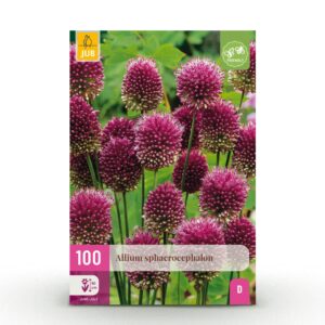 thumbnail_6000-417.jpg Allium Sphaerocephalon - Kogellook - Paars - Zomerbloeier - Bolmaat 5/6 | 100 stuks