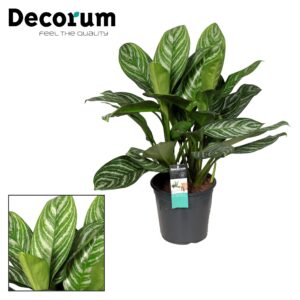thumbnail_6000-43.jpg Aglaonema Stripes