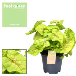 thumbnail_6000-44.jpg Syngonium Golden Feel Green