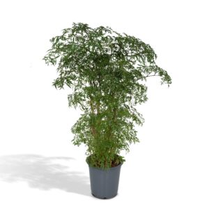 thumbnail_6000-52.jpg Polyscias Fruticosa - Aralia