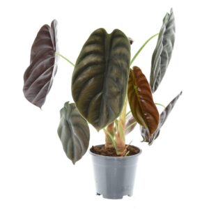 thumbnail_6000-6.jpg Alocasia Red Secret