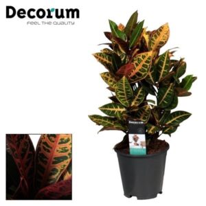 thumbnail_6000-61.jpg Croton Petra