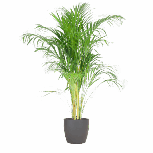 Areca Palm (Dypsis) met Viber Grijs