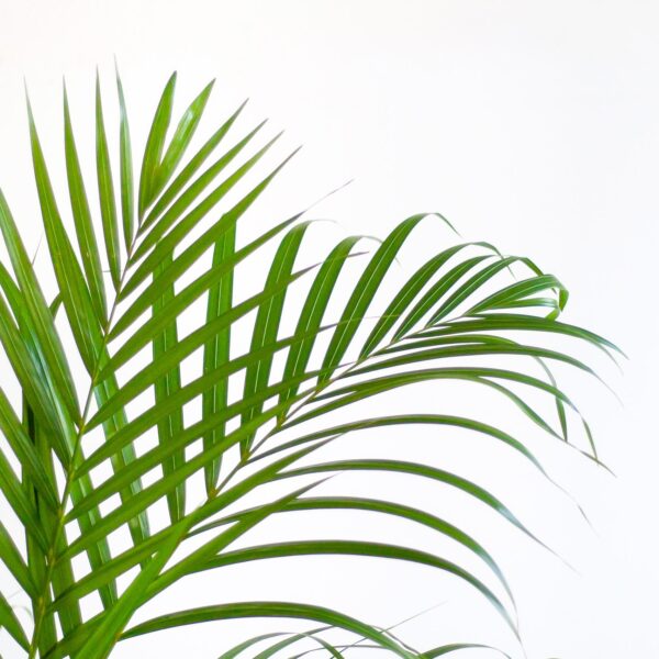 thumbnail_6000-72.jpg Areca Palm (Dypsis) met Sofia mand naturel