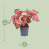 Caladium 'Sweetheart'