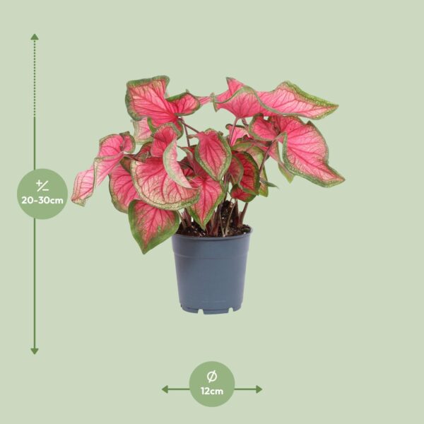 thumbnail_6000-86.jpg Caladium 'Sweetheart'