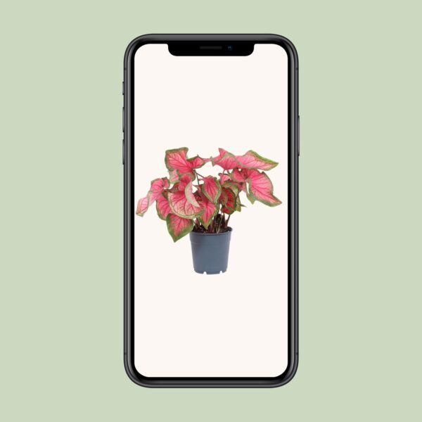 thumbnail_6000-88.jpg Caladium 'Sweetheart'