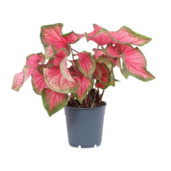 thumbnail_6000-89.jpg Caladium 'Sweetheart'