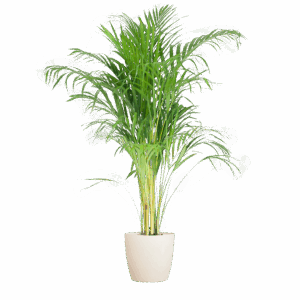 Areca Palm (Dypsis) met Viber wit
