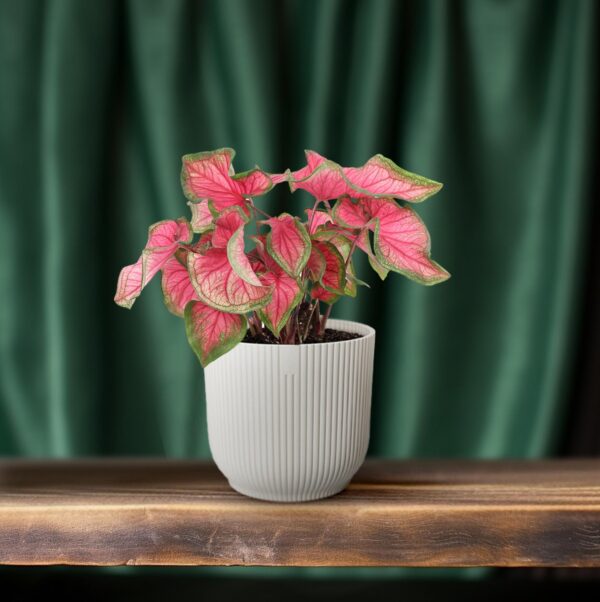 thumbnail_6000-90.jpg Caladium 'Sweetheart'