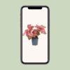 Caladium 'Sweetheart'