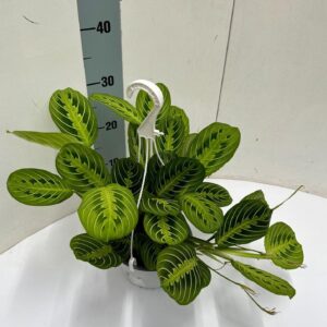 Maranta Leuconeura 'Fascinator Lemon-Lime' in hangpot