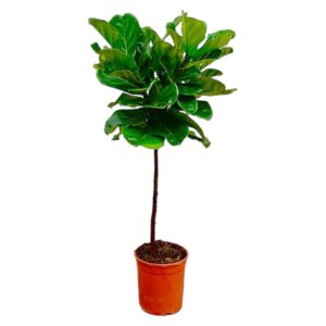 thumbnail_6000-95.jpg Ficus Lyrata op stam
