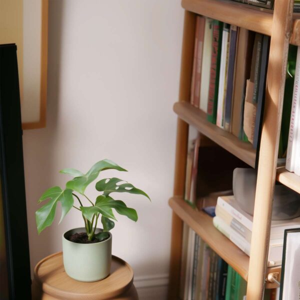 9148036284745_9.jpg Rhaphidophora Tetrasperma - Monstera Minima