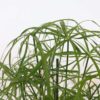 Cyperus Alternifolius - Parapluplant | 4 stuks