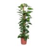 Epipremnum Pinnatum Mosstok Scindapsus