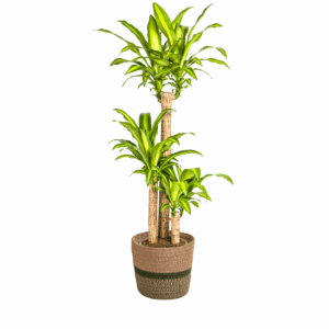 thumbnail_6000-10.png Dracaena Fragrans Massangeana met mand