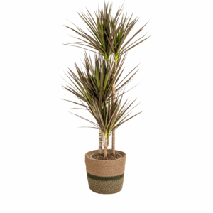 thumbnail_6000-104.png Dracaena Marginata 'Magenta' met mand
