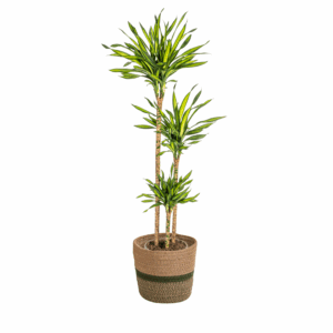 Dracaena Deremensis 'Rikki' met mand