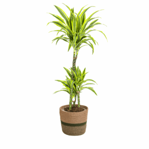thumbnail_6000-139.png Dracaena Deremensis 'Lemon Lime' met mand