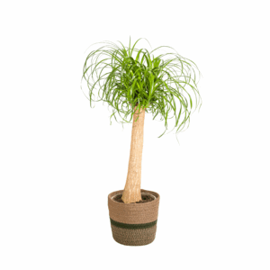thumbnail_6000-17.png Beaucarnea Recurvata op stam met mand
