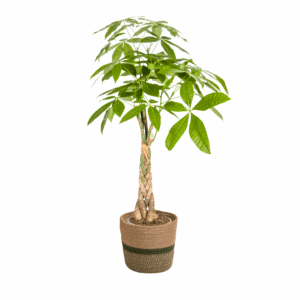 thumbnail_6000-23.png Pachira Aquatica - Geldboom - met mand