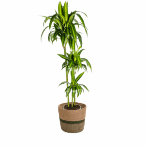Dracaena Deremensis 'Hawaiian Sunshine' met mand