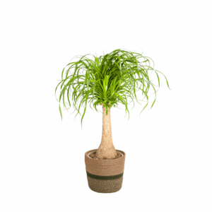 thumbnail_6000.png Beaucarnea Recurvata op stam met mand