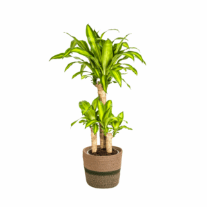 thumbnail_6000-40.png Dracaena Fragrans Massangeana met mand