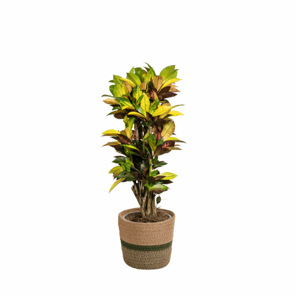 Codiaeum 'Croton' Iceton met mand