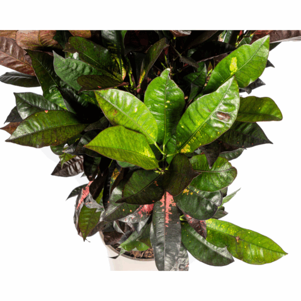 Codiaeum 'Croton' Iceton met mand