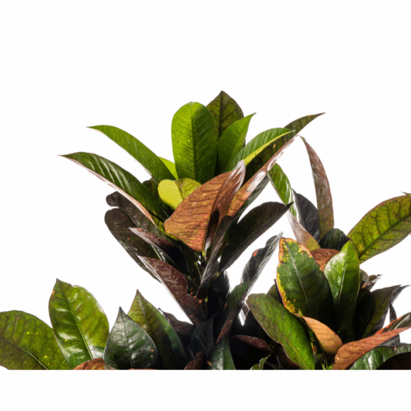Codiaeum 'Croton' Iceton met mand