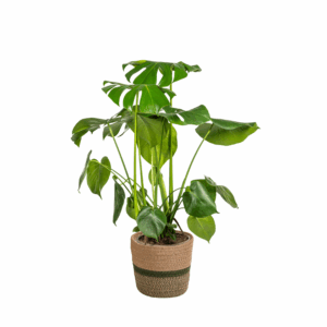 thumbnail_6000-6.png Monstera Deliciosa Tauerii met mand