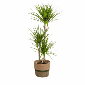 thumbnail_6000-67.png Dracaena Marginata 'Green' met mand