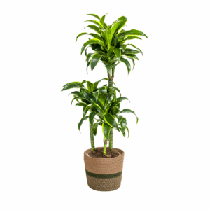 thumbnail_6000-74.png Dracaena Deremensis 'Dorado' met mand