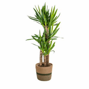 thumbnail_6000-89.png Yucca Elephantipes met mand