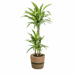 thumbnail_6000-93.png Dracaena Deremensis 'White Stripe' met mand